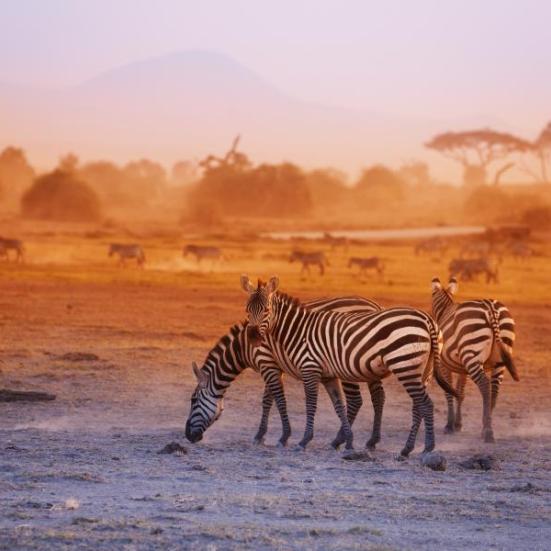 Zebraer på savannen