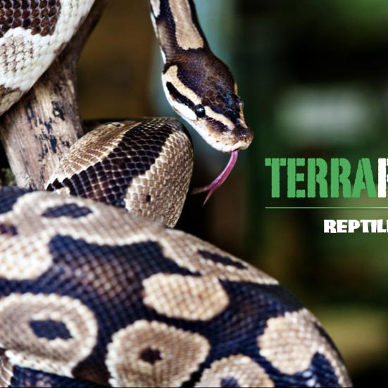 Terrariet, Reptile Zoo