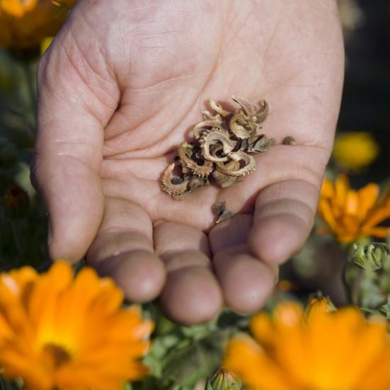 GENSKAB: Plantebytteuge