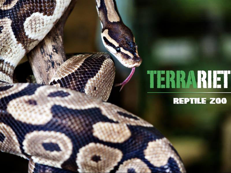 Terrariet, Reptile Zoo