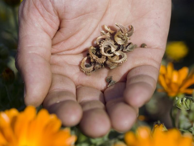 GENSKAB: Plantebytteuge