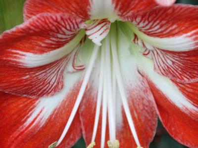 blomst